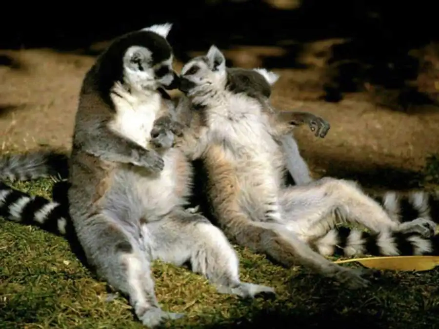 Типы полиморфизма Типы полиморфизма