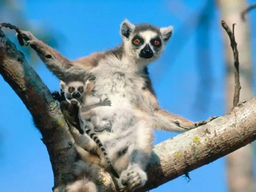 Возрастной полиморфизм Возрастной полиморфизм