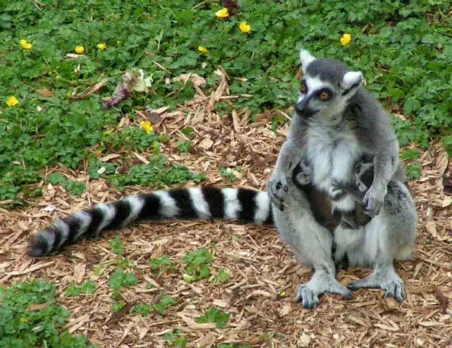 Приспособительный смысл полиморфизма Приспособительный смысл полиморфизма