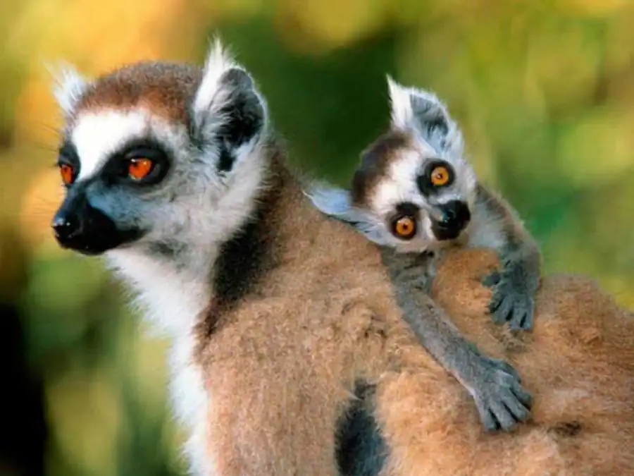 Черты, присущие всем категориям полиморфизма Черты, присущие всем категориям полиморфизма