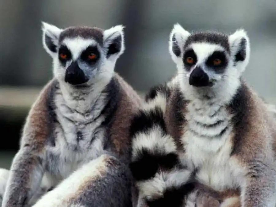 Расщепление генетических факторов Расщепление генетических факторов