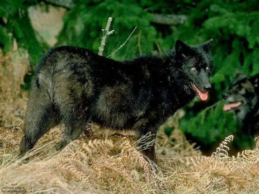 Классификация полиморфизма Классификация полиморфизма