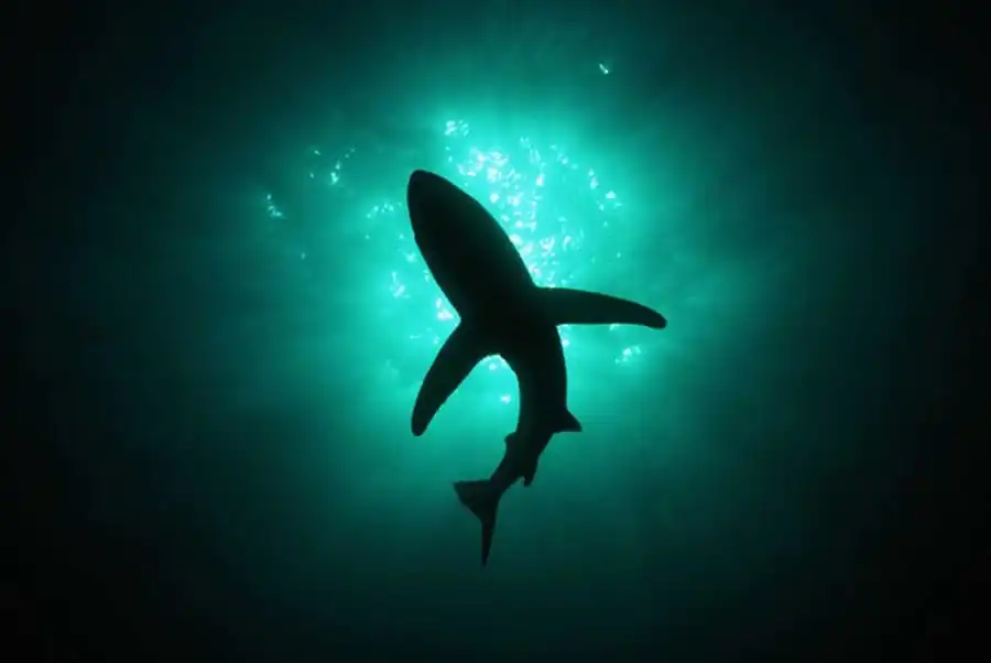 Балансированный полиморфизм Балансированный полиморфизм