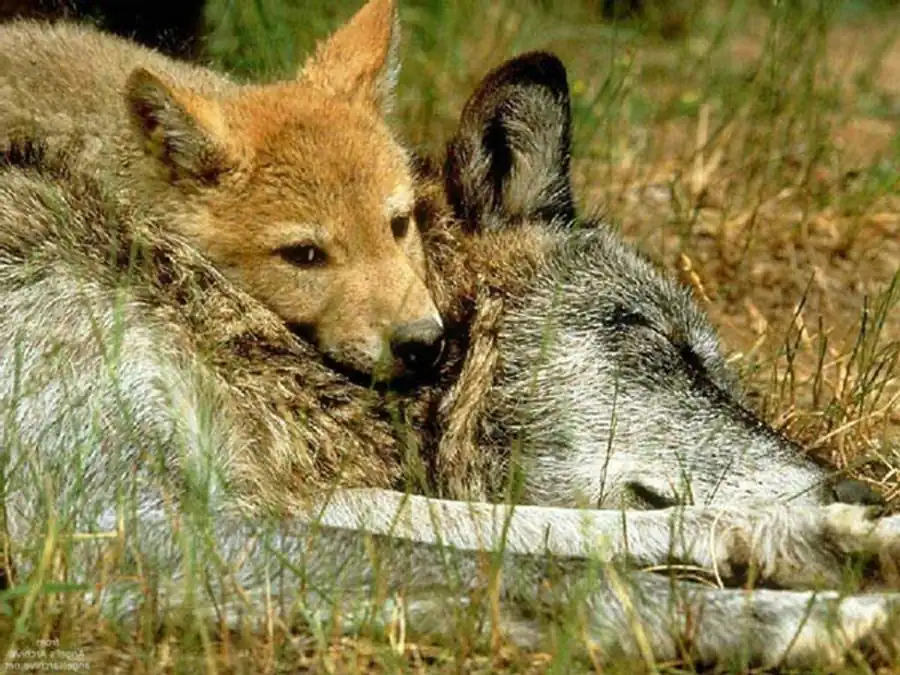 Сезонный и локальный полиморфизм Сезонный и локальный полиморфизм