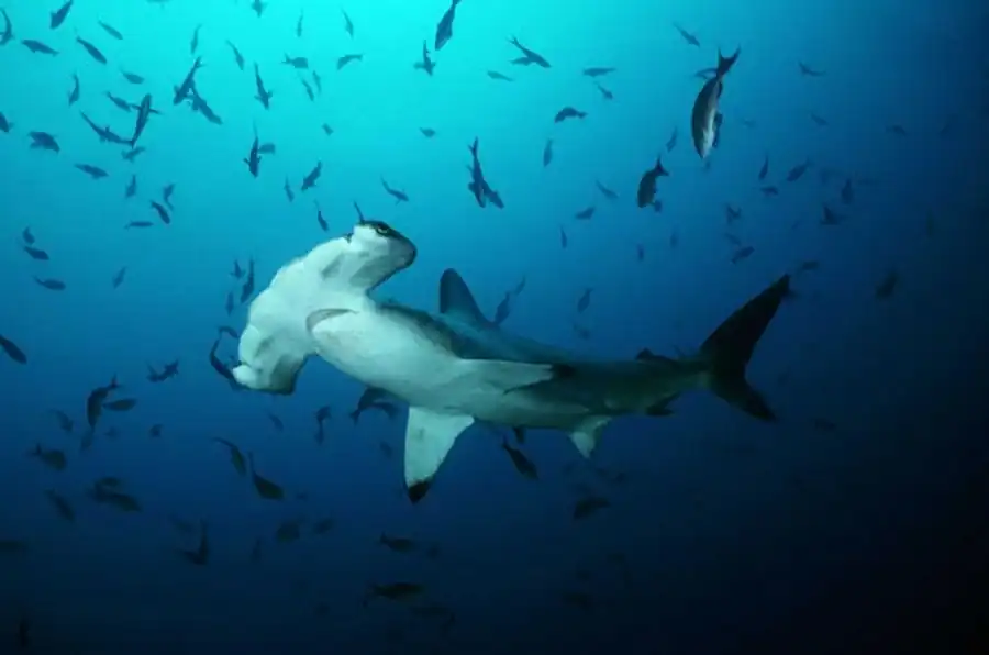 Балансированный генотипический полиморфизм Балансированный генотипический полиморфизм