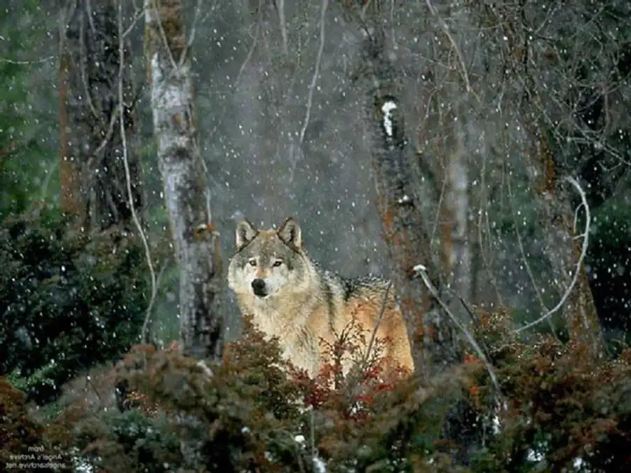 Хромосомные перестройки Хромосомные перестройки