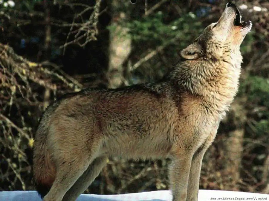 Переходный полиморфизм Переходный полиморфизм