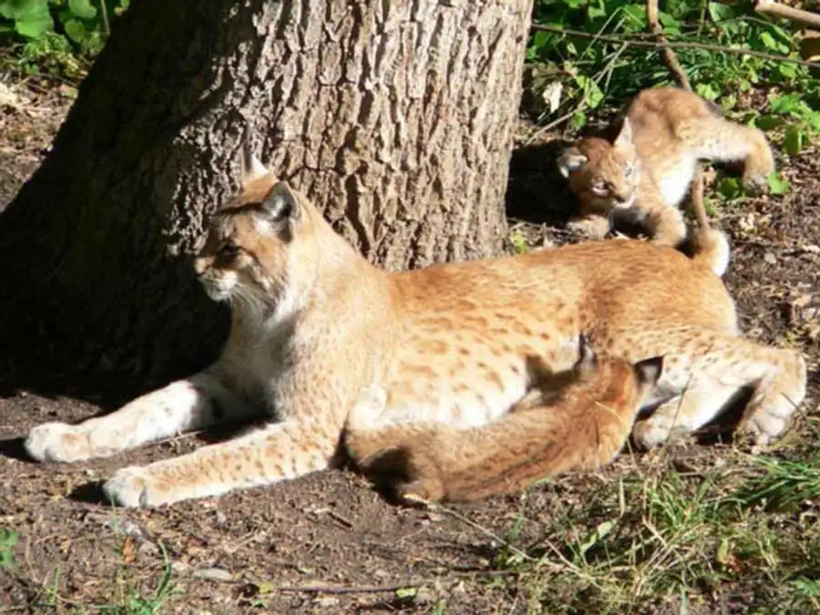Полиморфизм в популяциях Полиморфизм в популяциях