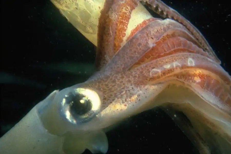 Пример полиморфизма популяций Пример полиморфизма популяций