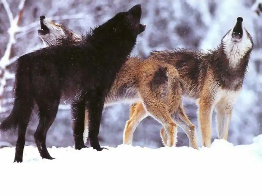 Полигенный подкласс генотипического класса балансированного полиморфизма Полигенный подкласс генотипического класса балансированного полиморфизма