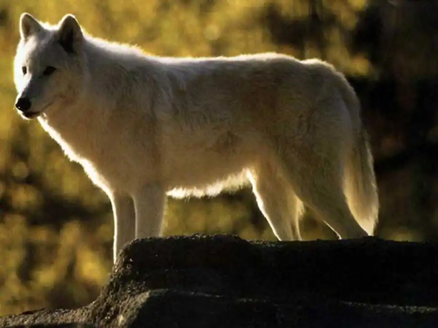 Полиморфизм и эволюция Полиморфизм и эволюция