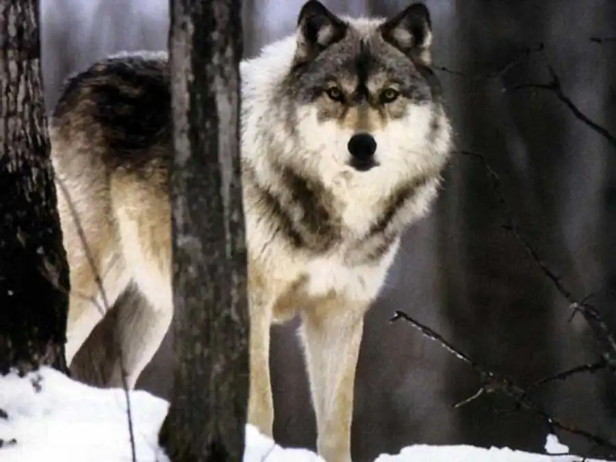 Эволюция полового диморфизма Эволюция полового диморфизма