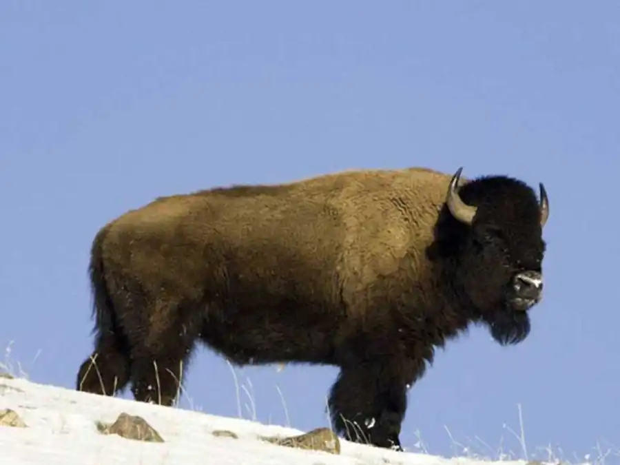 Образование различных типов хромосомных перестроек