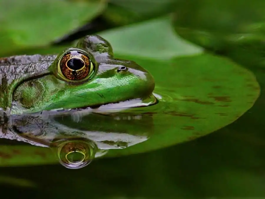 Межвидовая групповая борьба Межвидовая групповая борьба