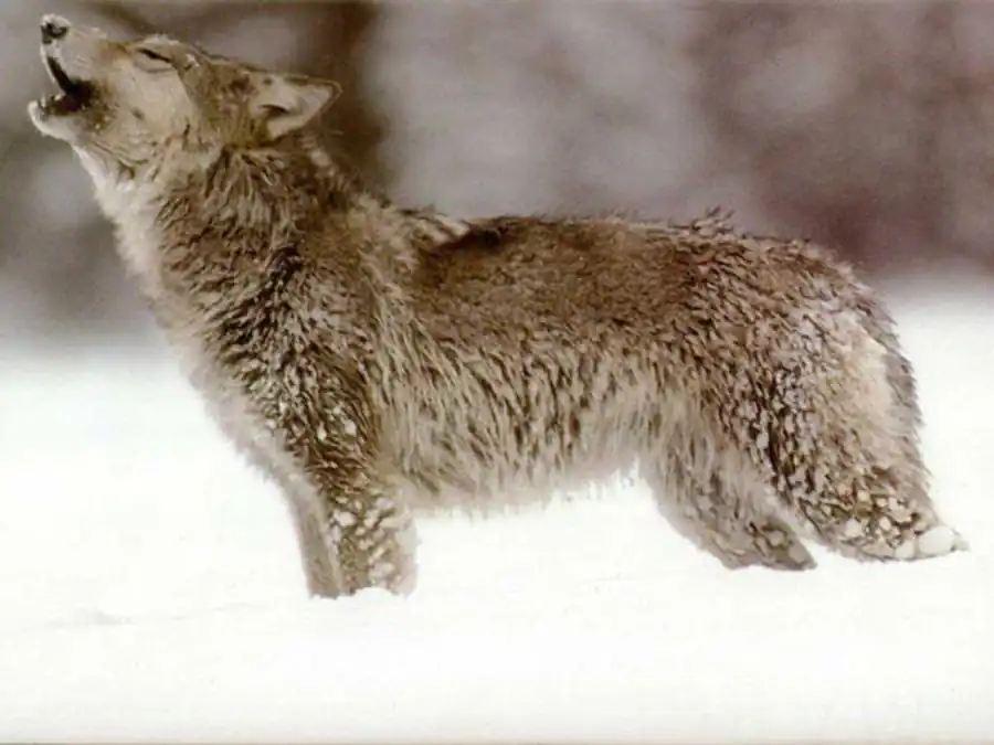 Концепция группового отбора Концепция группового отбора