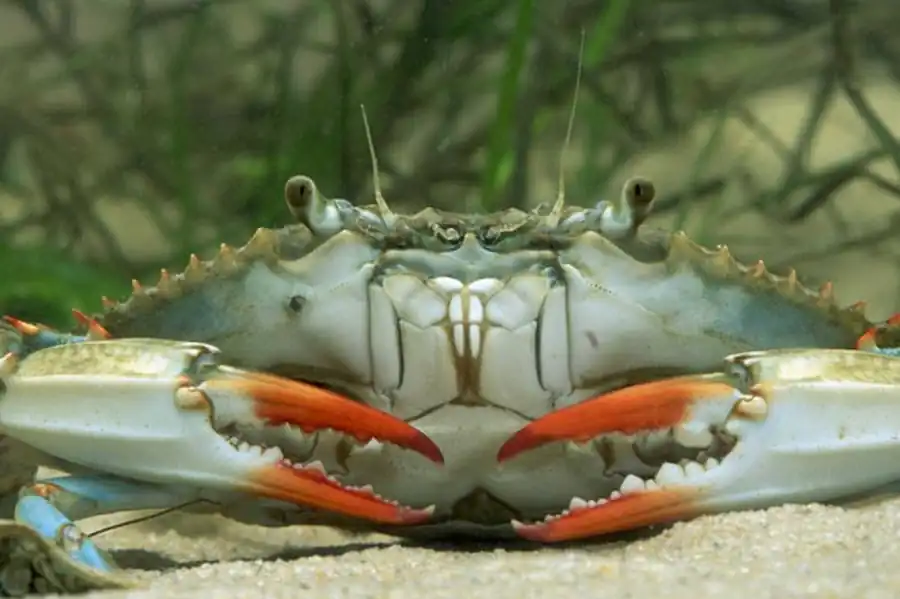 Изоморфизм групп животных Изоморфизм групп животных