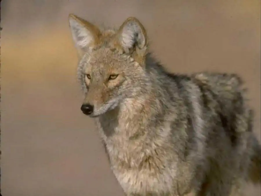 Литература по полиморфизму и эволюции Литература по полиморфизму и эволюции