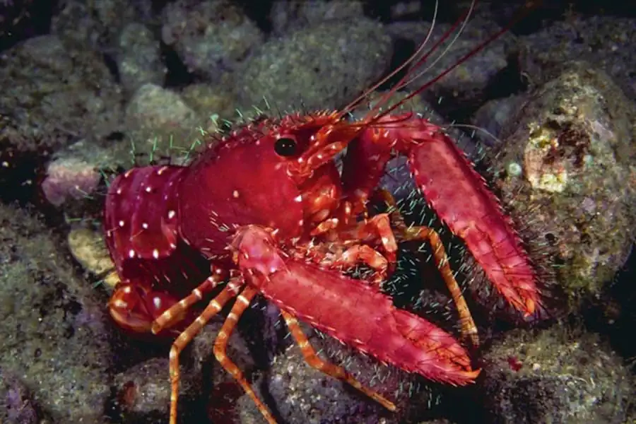 Литература по полиморфизму и эволюции. Часть 2 Литература по полиморфизму и эволюции. Часть 2