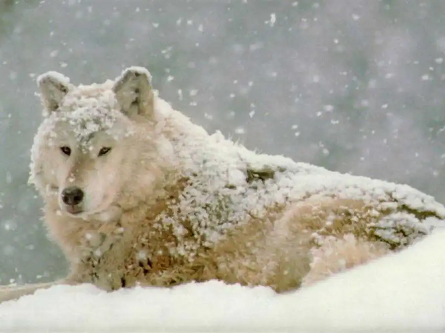 Литература по полиморфизму и эволюции. Часть 3 Литература по полиморфизму и эволюции. Часть 3