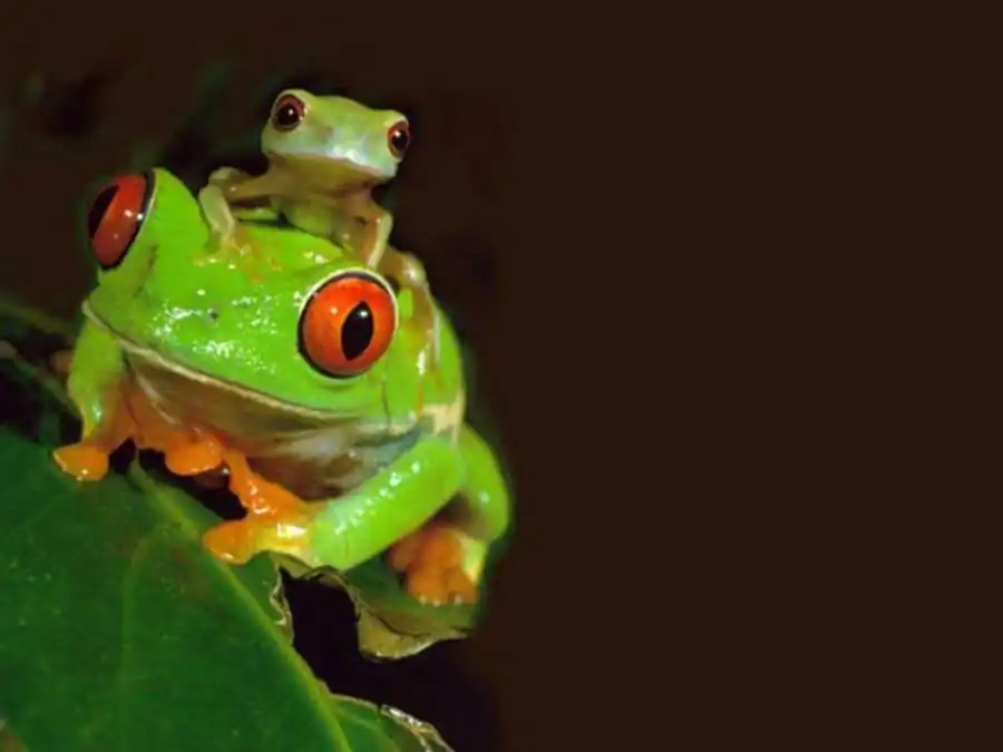 Литература по полиморфизму и эволюции. Часть 4 Литература по полиморфизму и эволюции. Часть 4