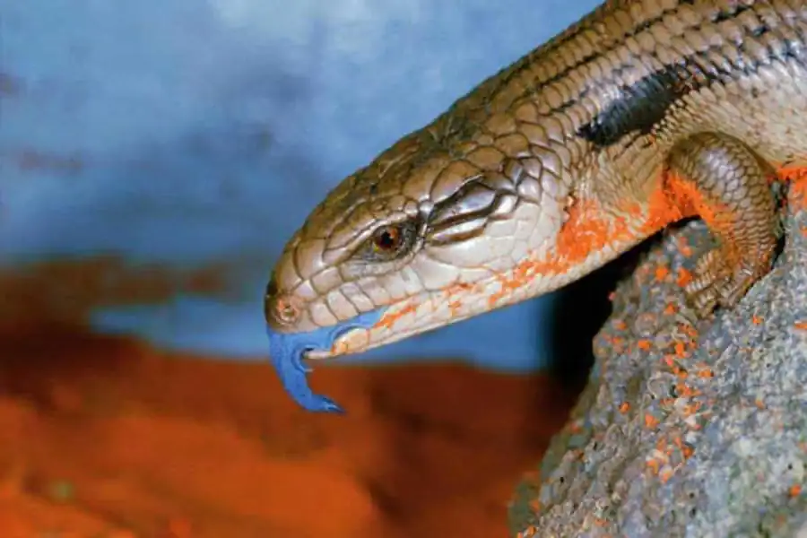 Литература по полиморфизму и эволюции. Часть 6 Литература по полиморфизму и эволюции. Часть 6