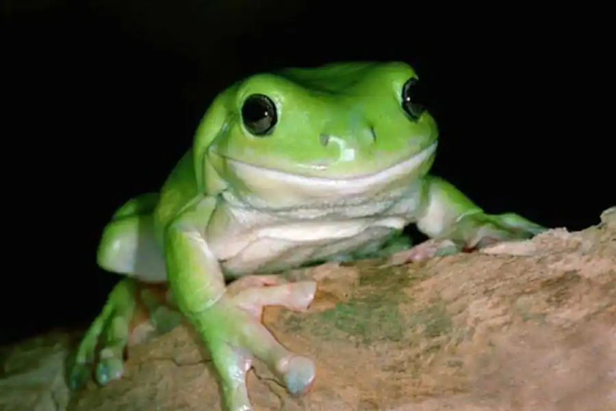 Значение валентности ядра в жизни и эволюции вида Значение валентности ядра в жизни и эволюции вида