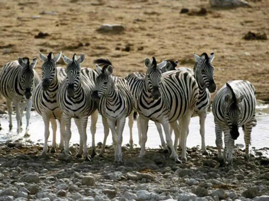 Внутривидовая и межвидовая эволюции организмов Внутривидовая и межвидовая эволюции организмов