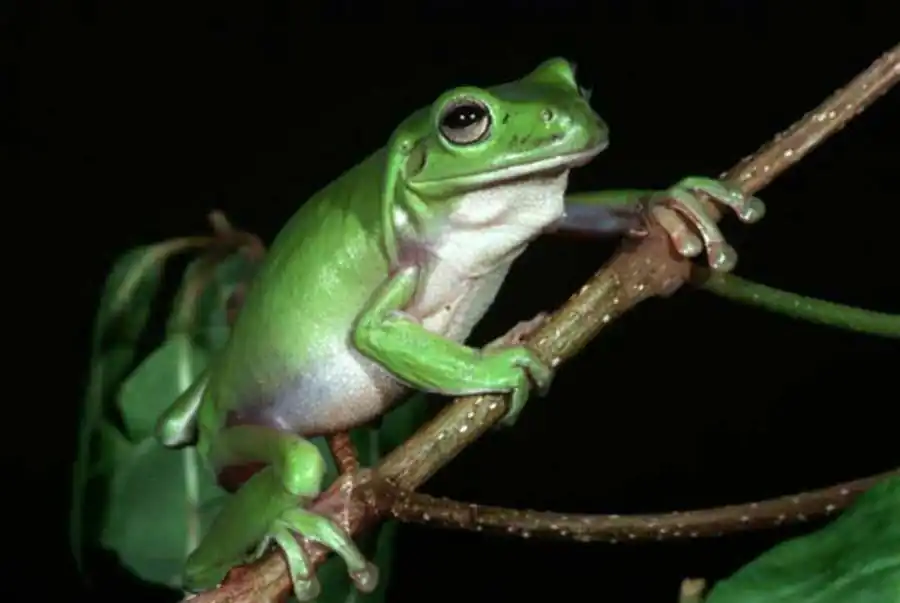 Деятельность искусственного отбора Деятельность искусственного отбора