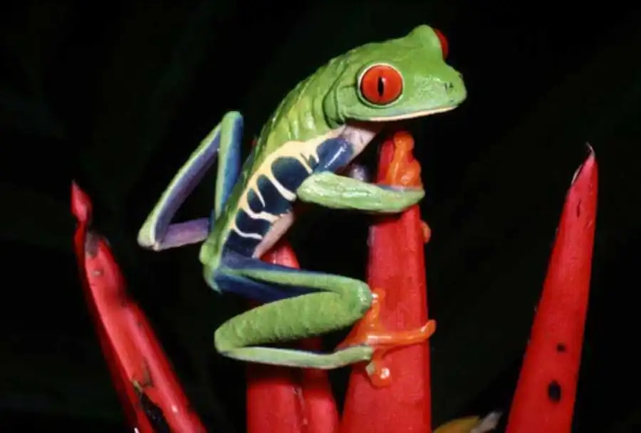 Исследования по субмикроскопической организации хромосом Исследования по субмикроскопической организации хромосом