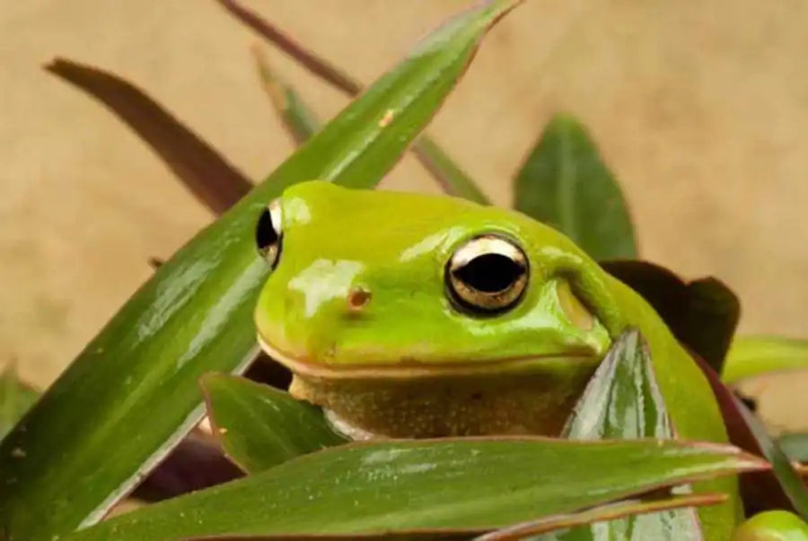 Приспособительное значение разных степеней валентности ядра
