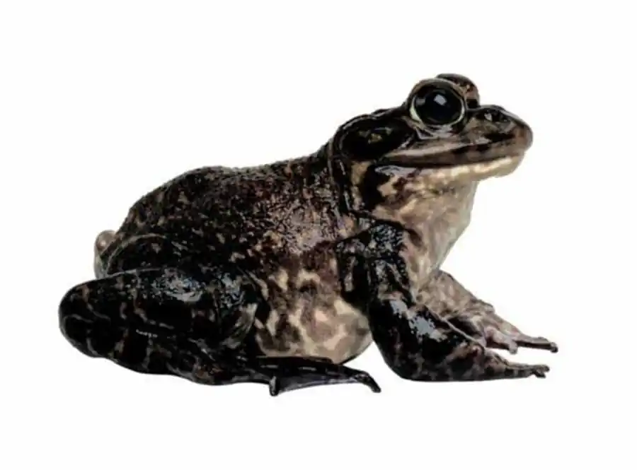 Гаметогенез, сопровождающийся редукцией числа хромосом Гаметогенез, сопровождающийся редукцией числа хромосом