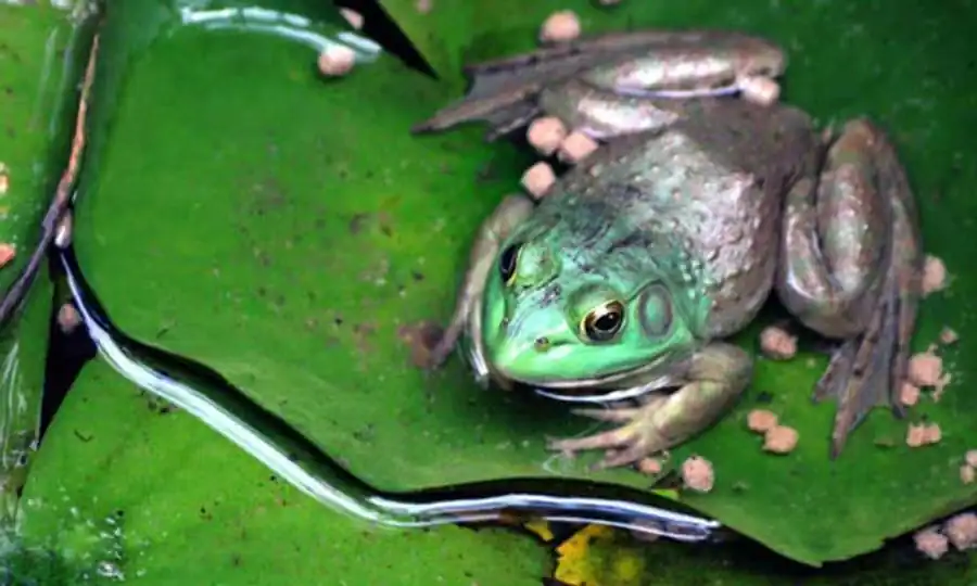 Валентность ядра как условие использования мутационного процесса Валентность ядра как условие использования мутационного процесса