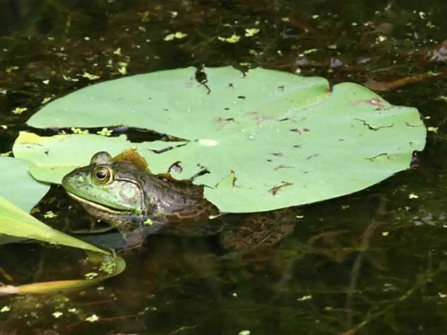 Эволюция плоидности как компромисс Эволюция плоидности как компромисс
