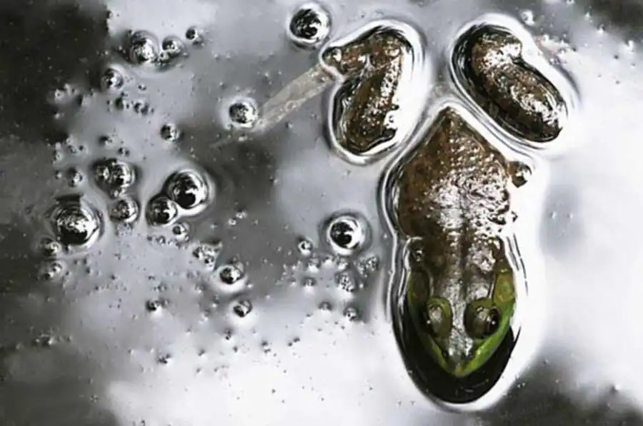 Механизмы образования различий между клетками организма Механизмы образования различий между клетками организма