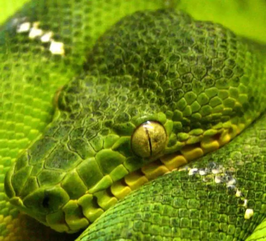 Соматическая редукция хромосом Соматическая редукция хромосом