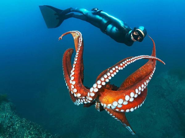 Наиболее богата фауна Японского моря
