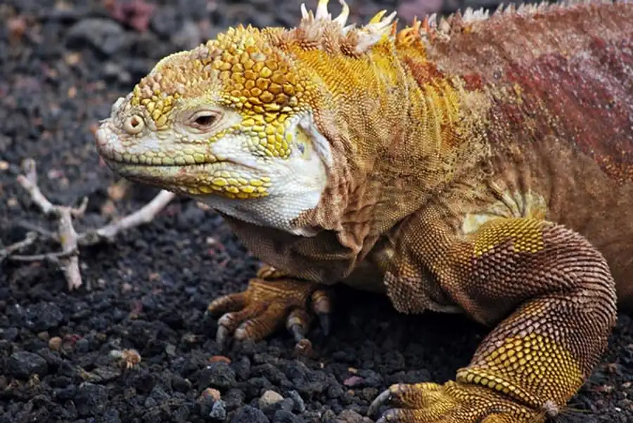 В островных экосистемах преобладает отбор экологически пластичных форм