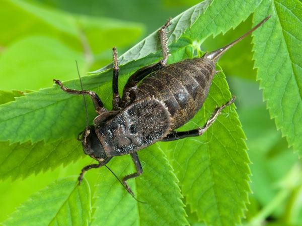 Кузнечик Onconotus laxmani. Часть 2