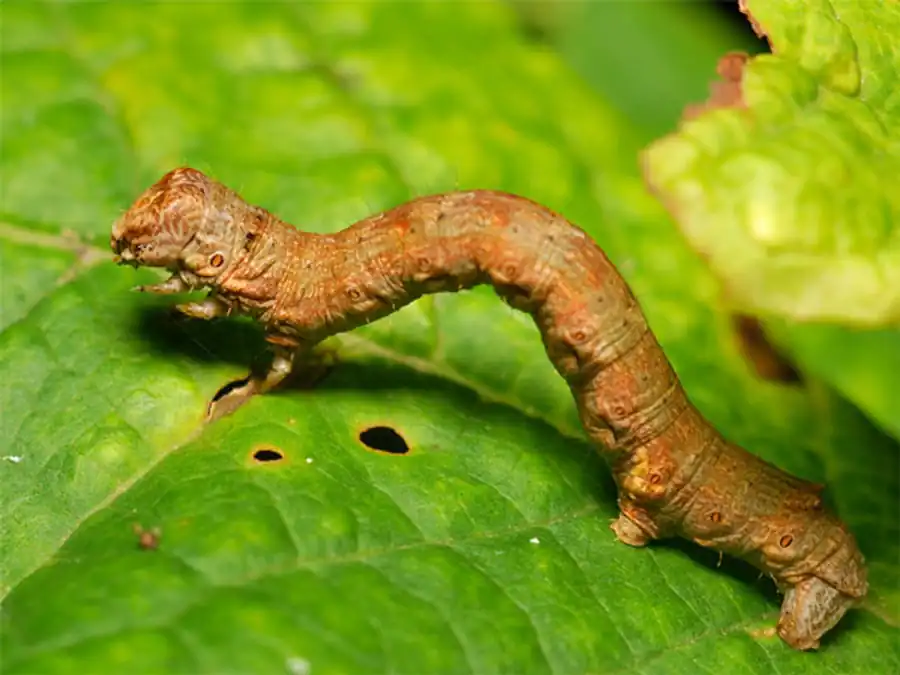 Гусеница-палочка Гусеница-палочка