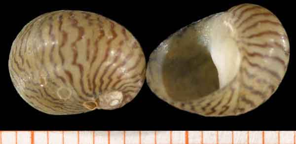 Морфология мужской половой системы Theodoxus fluviatilis