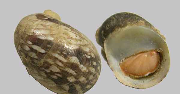 Половой аппарат Theodoxus fluviatilis