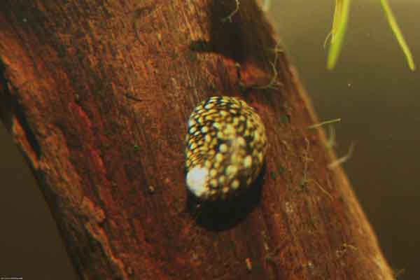 Морфология полового аппарата Theodoxus fluviatilis
