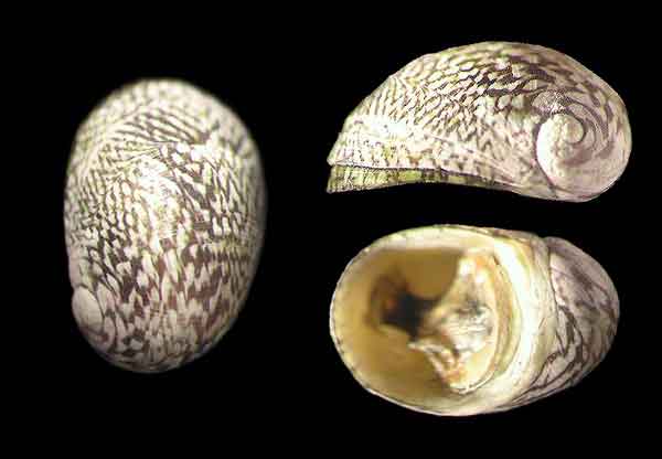 Строение полового аппарата Theodoxus fluviatilis