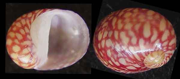 Сперматофорная камера Theodoxus fluviatilis