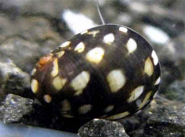 Расположения органов женской половой системы Theodoxus fluviatilis