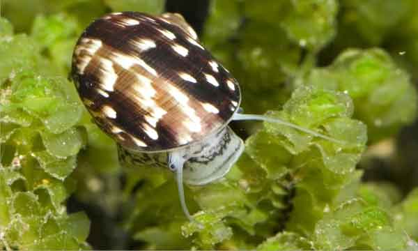 Спермоприемник Theodoxus fluviatilis