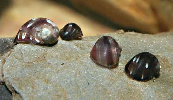 Строение бурсы Theodoxus fluviatilis