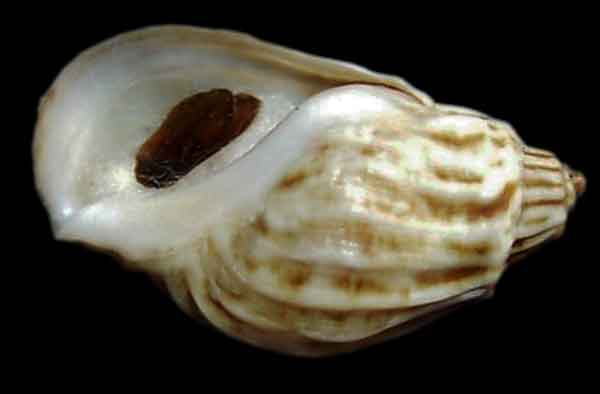 Капсульная железа Theodoxus fluviatilis