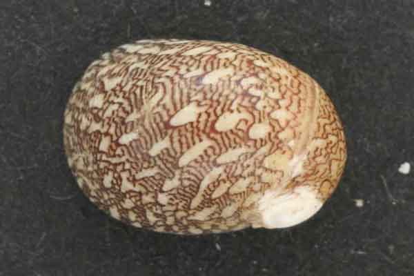 Яйцевые капсулы Theodoxus fluviatilis