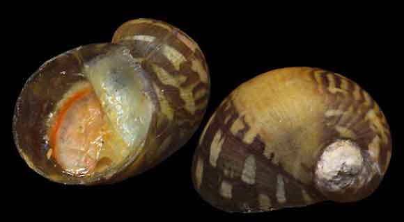 Оболочка яйцевых капсул Theodoxus fluviatilis